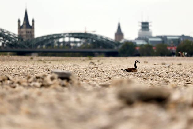 North Rhine-Westphalia: Low water levels on the Rhine in Cologne