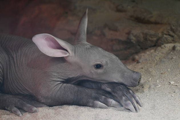 Czech Republic: A new aardvark cub at Olomouc Zoo
