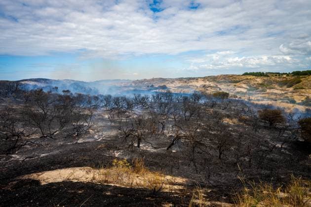 Netherlands, forest fire in Wassenaar