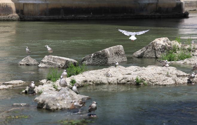 Italy: Low water levels in the Tiber in Rome