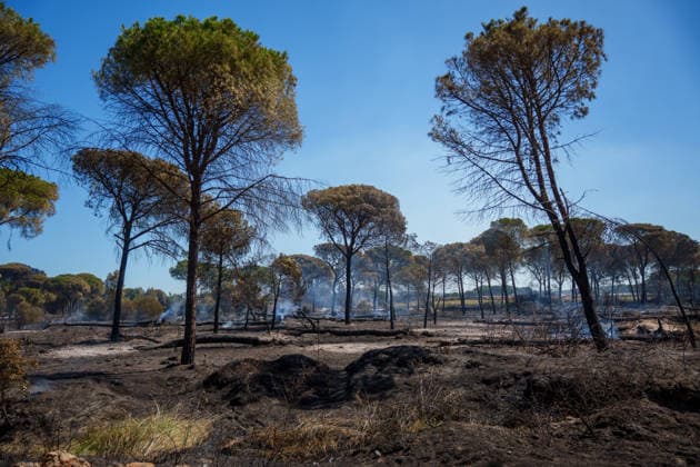 Spain, wildfire near Lucena del Puerto in Huelva