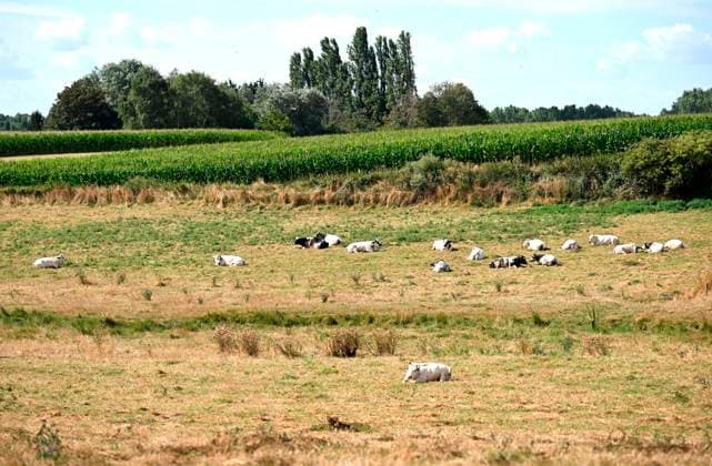 Belgium, drought in Flemish Brabant