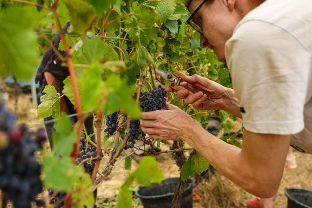 France: An unusually early grape harvest for Crémant in Sauveterre de Guyenne