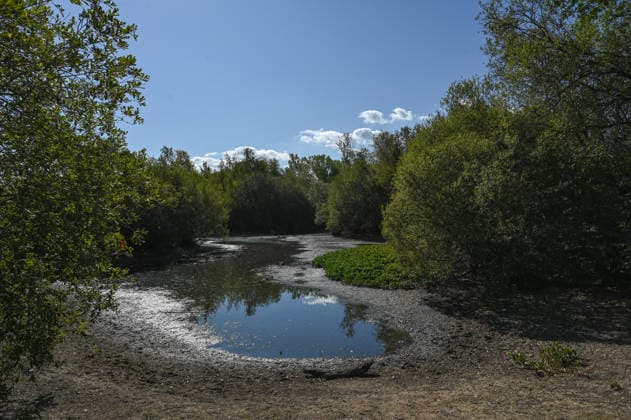 United Kingdom, low water levels at Seven Islands Pond in London