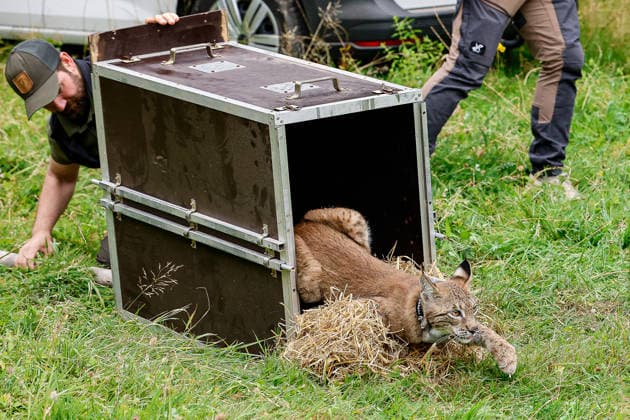 Lower Saxony: Environment Minister Christian Meyer releases a lynx into the Osterwald