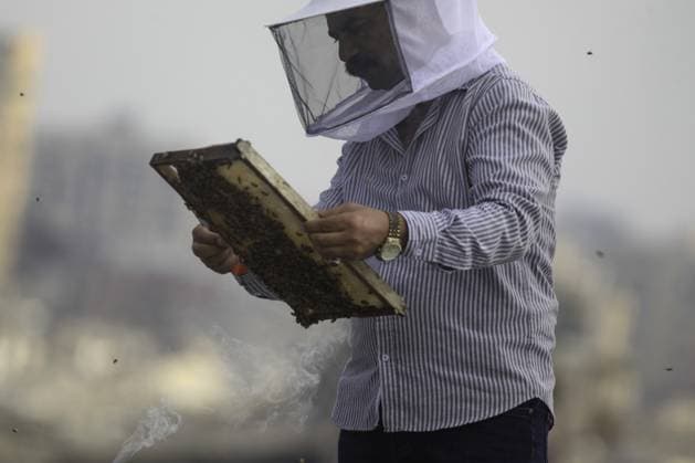 Middle East conflict, Gaza, beekeepers at work in the Gaza Strip