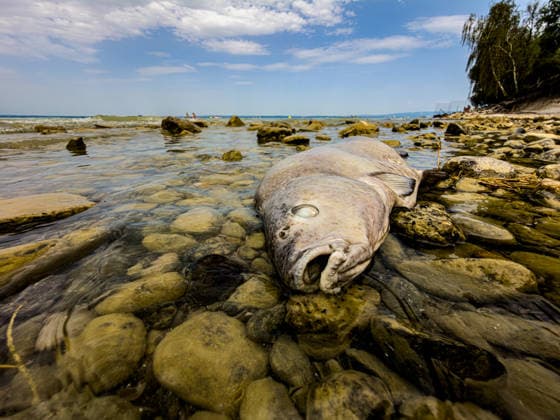 Switzerland: Low water levels on Lake Constance