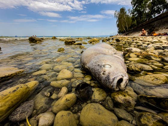 News: Pictures of the Day