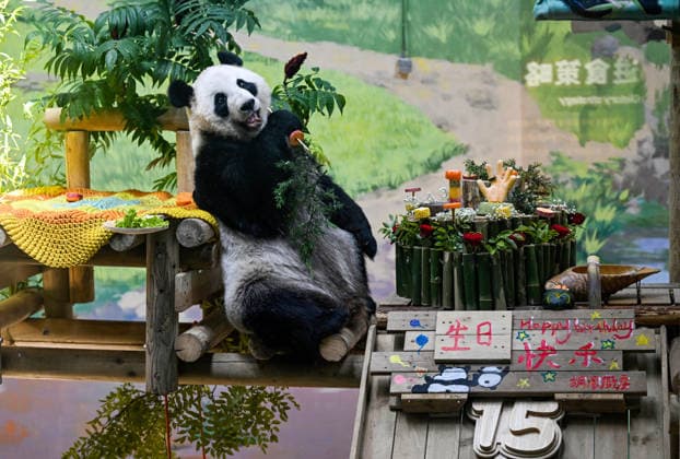 China, Giant Panda Xing Mei