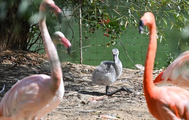 Russia, Red Flamingo in Moscow