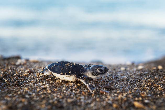 Turkey: Loggerhead turtles on their way to the sea near Antalya