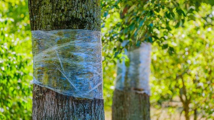 North Rhine-Westphalia: Glyphosate detected at a playground in Bottrop
