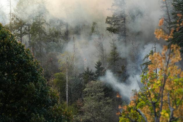 Baden-Württemberg, forest fire in Zell am Harmersbach