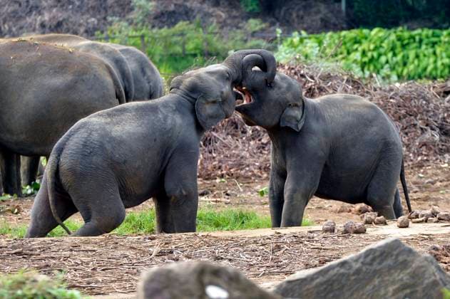 Elephant Day: Impressions from around the world
