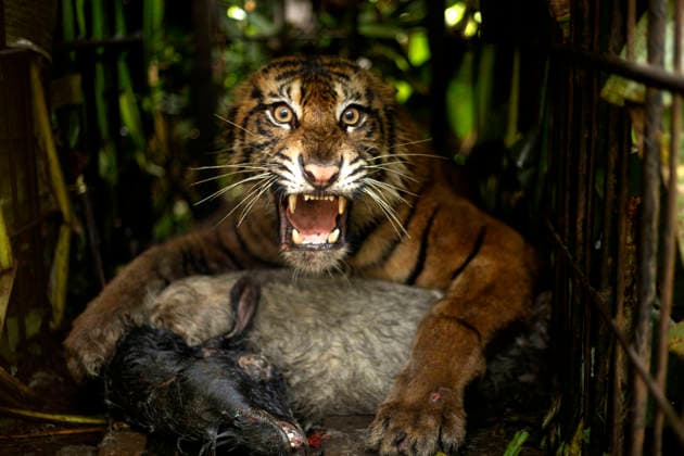 Indonesia: Vets are examining the health of a female Sumatran tiger