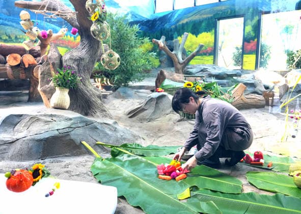 Giant panda in Mianyang