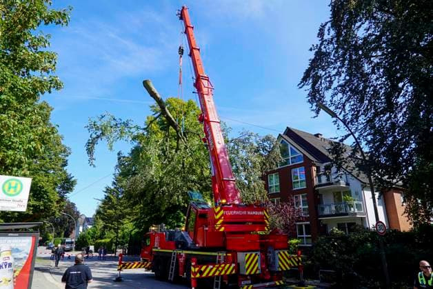Hamburg, pruning of a tree canopy in Wandsbek