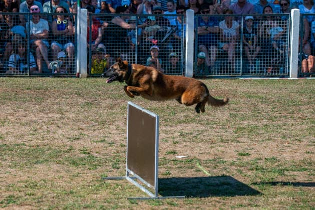 France, training of Gendarmerie service dogs in Gramat