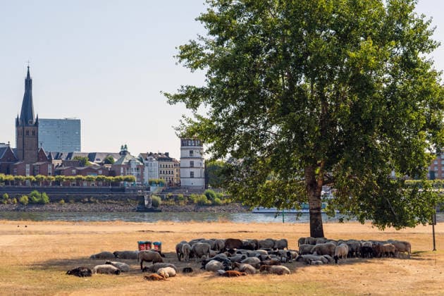 North Rhine-Westphalia, Low water levels in the Rhine at Düsseldorf