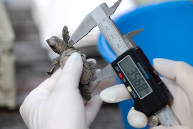Singapore, release of sea turtles onto Small Sister’s Island