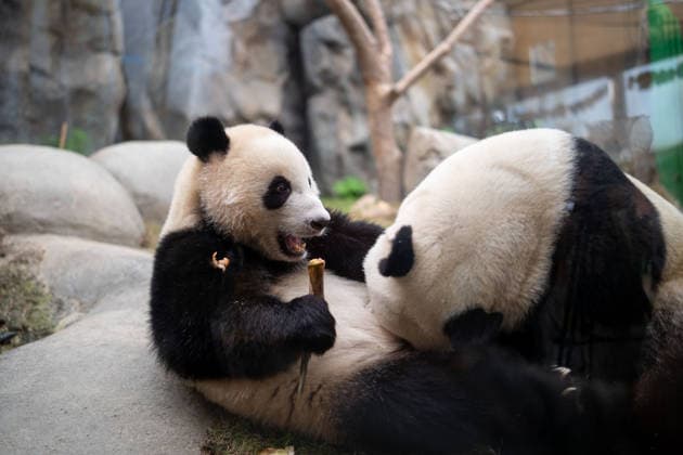 Giant panda twins celebrate their second birthday at Ocean Park Hong Kong