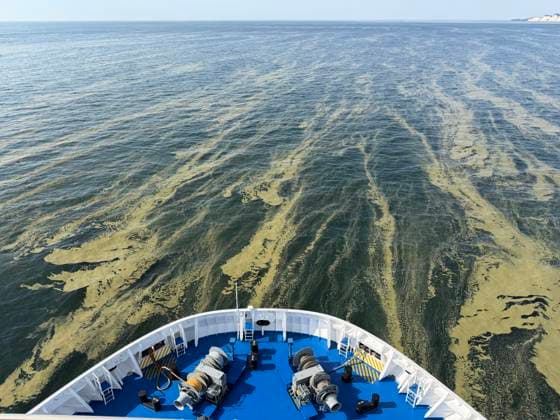 Mecklenburg-Western Pomerania, blue-green algae in the Baltic Sea