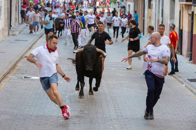Spain, bull run at the Fiestas de San Roque in Penafiel
