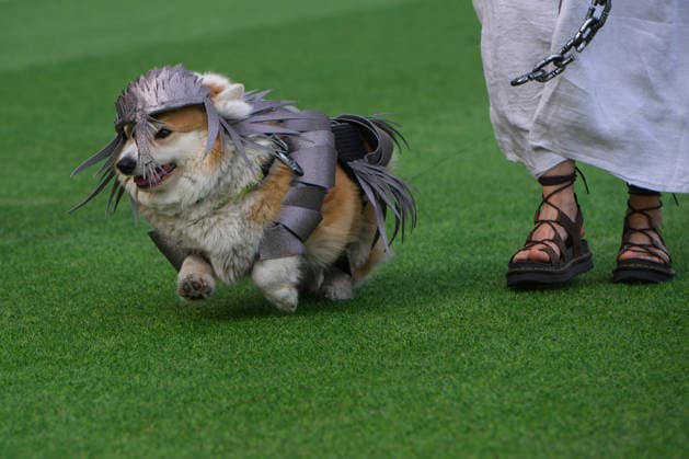 Lithuania, Corgi race in Vilnius