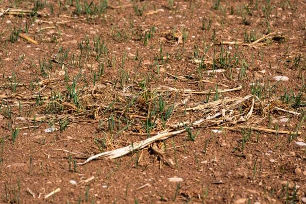 Bavaria, drought in the Unterallgäu region