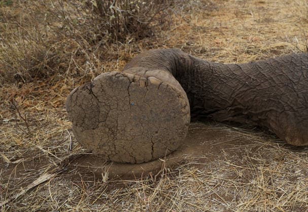 Kenya: Conservation authorities investigate unexplained elephant deaths in Amboseli National Park