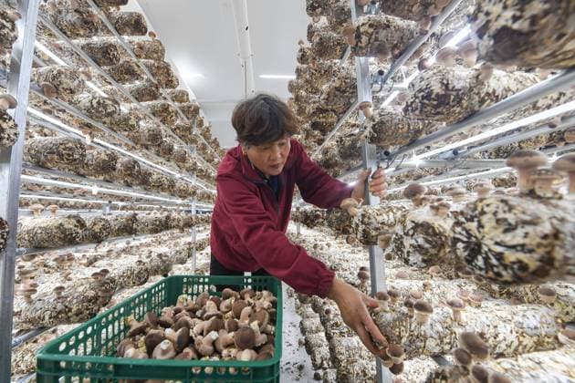 China, mushroom farm in Wuyi