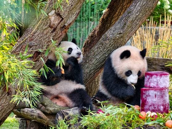 Panda twins Leni and Lotte celebrate their second birthday at Berlin Zoo
