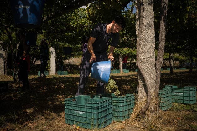 Spain, the grape harvest in Galicia