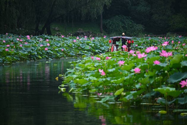 China, Lotus Blossom in Beijing