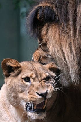 Czech Republic: Terry and Shani, the ‘barbarian’ lions, at Liberec Zoo