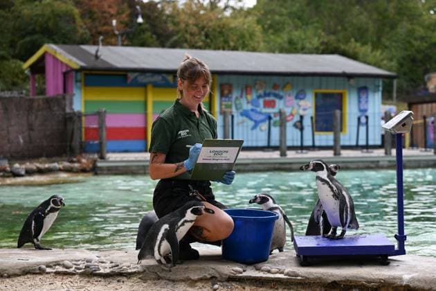 United Kingdom, Weigh-in at London Zoo