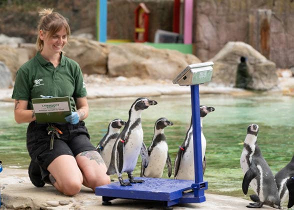 London, weighing sessions for animals at London Zoo