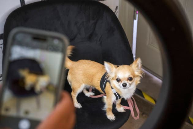 Arts, Theatre, Dog casting for *Legally Blonde: The Musical* in Stockholm