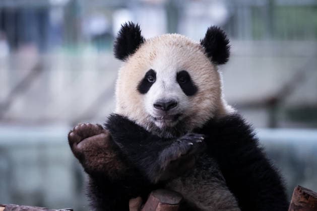 China, pandas at Chongqing Zoo