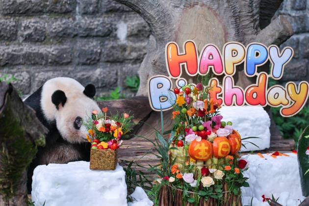 China: Panda's birthday at Chongqing Zoo