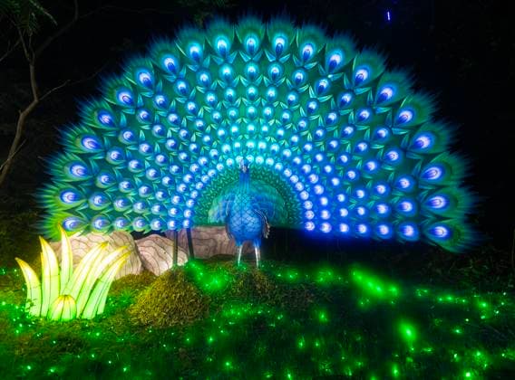 Canada, light installations for the ‘Glow in the Wild’ show at Toronto Zoo