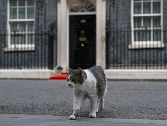 London, Larry the cat outside 10 Downing Street