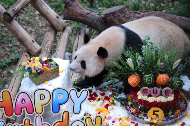 China, Panda’s birthday in Chongqing