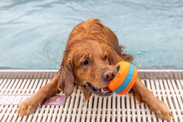 North Rhine-Westphalia, dog swimming at the outdoor pool in Bochum