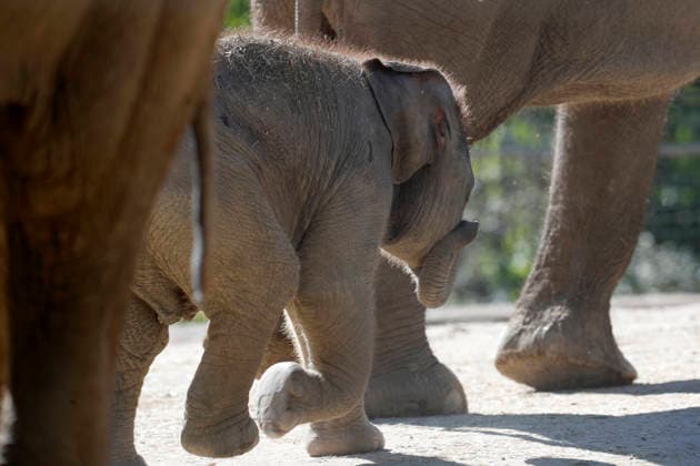 Animal Worlds: Baby elephant at Madrid Zoo
