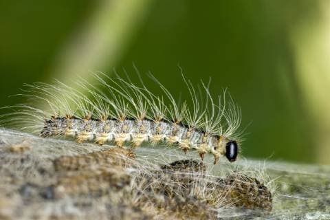 oak processionary moth