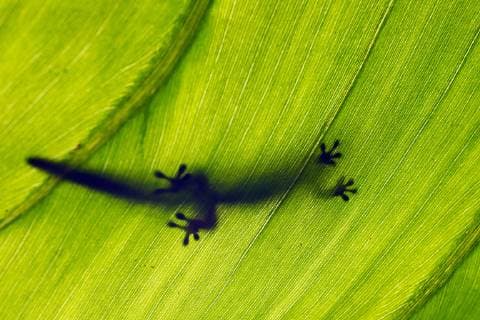 Gecko is zoo animal of the year 2024