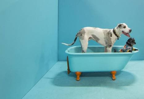 Canada, Pet Expo in Toronto