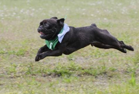 Canada, Bulldog race in Vancouver