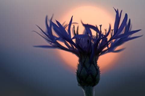 Nature, Plants, Mountain - Knapweed